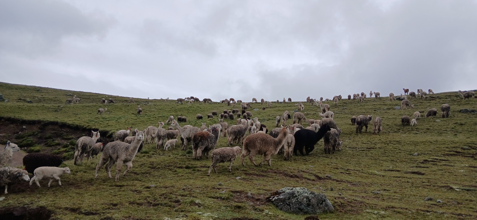 Alpacas pastando libremente en los Andes