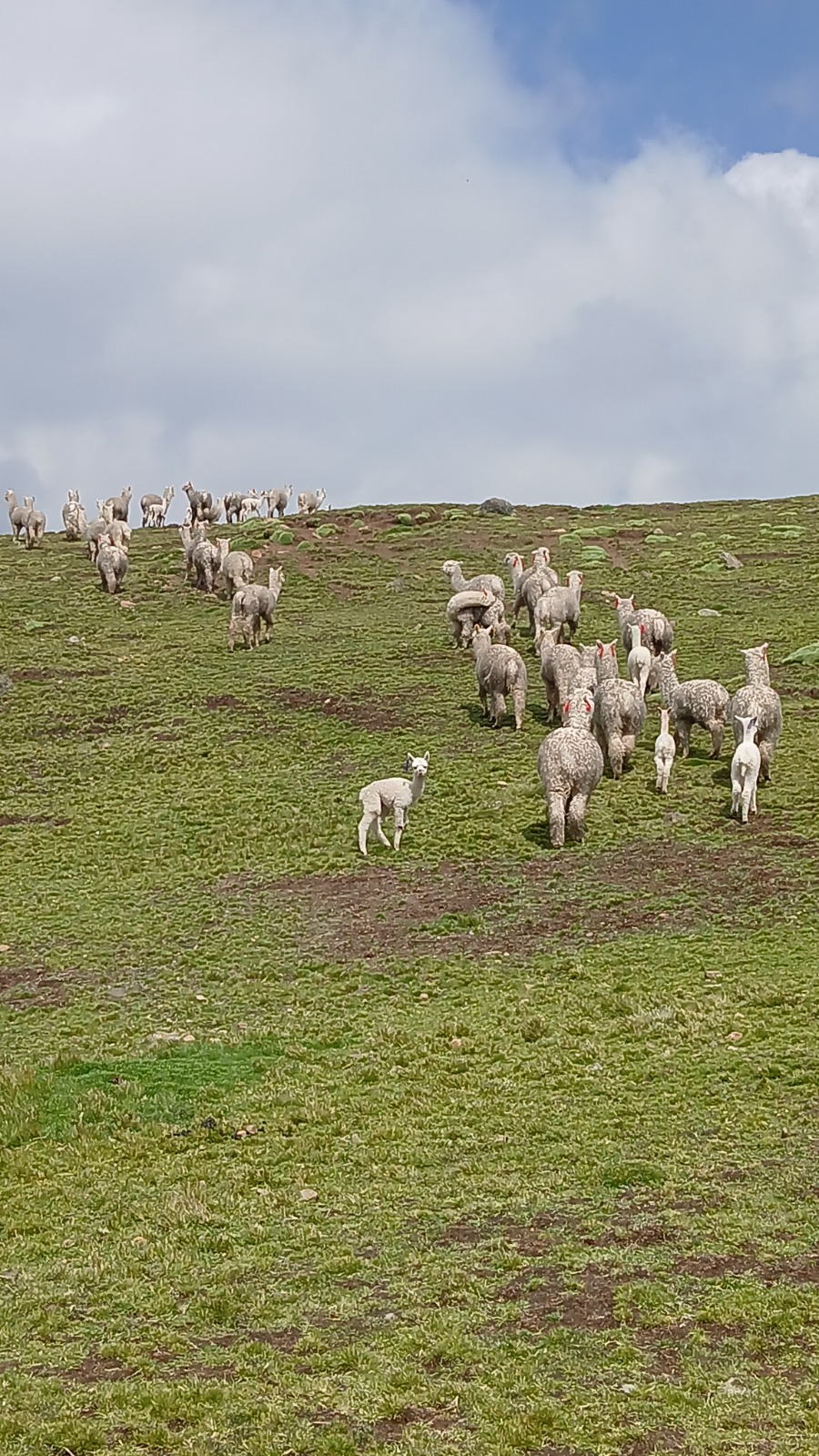 Rebaño de alpacas en la montaña