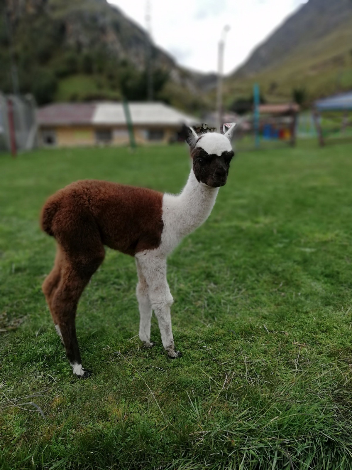 Baby alpaca bicolor en los Andes