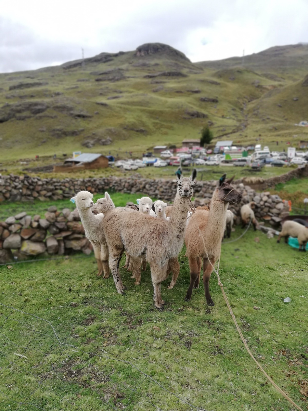 Alpacas en comunidad andina