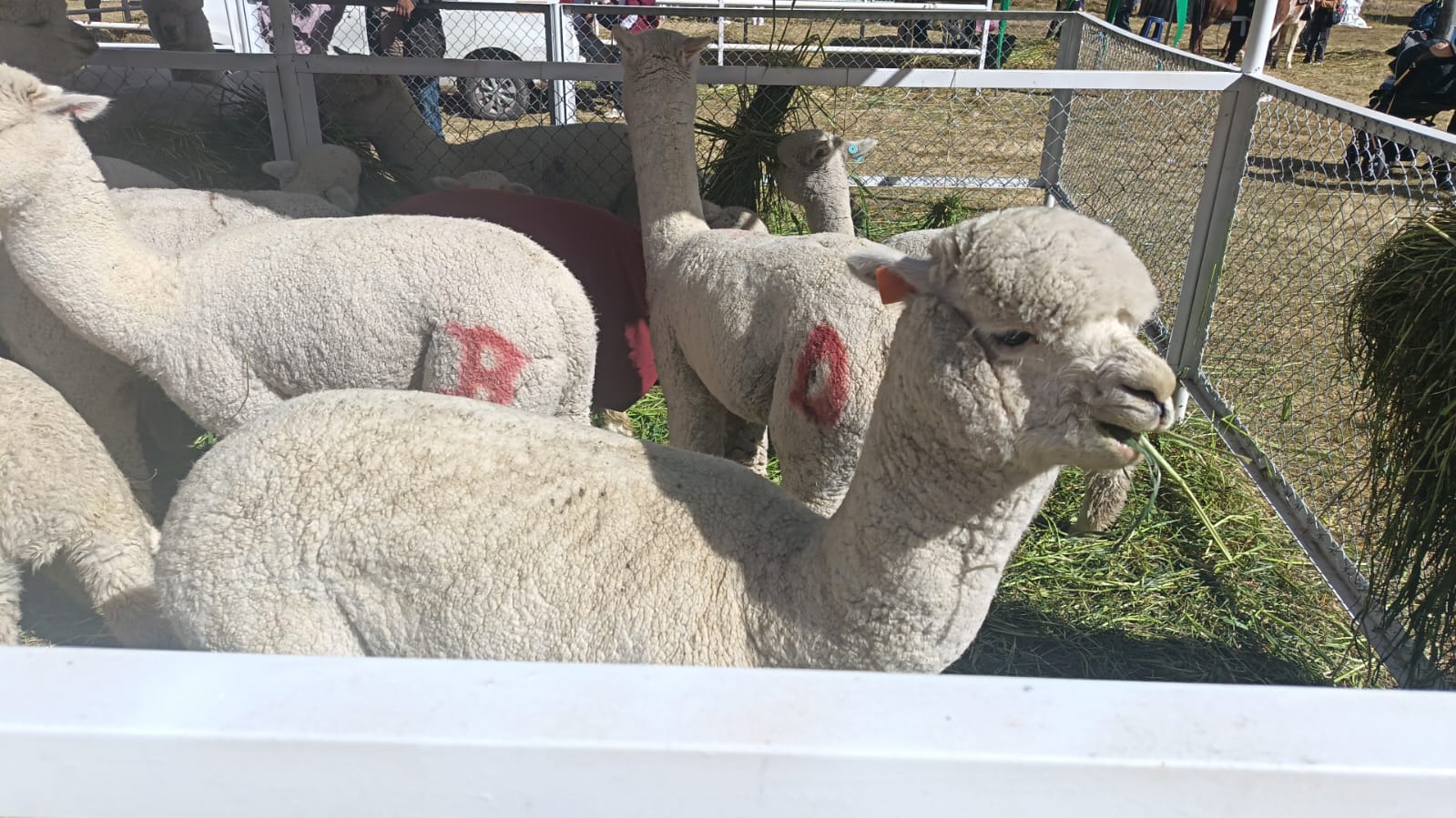 Alpacas bien cuidadas en exposición andina