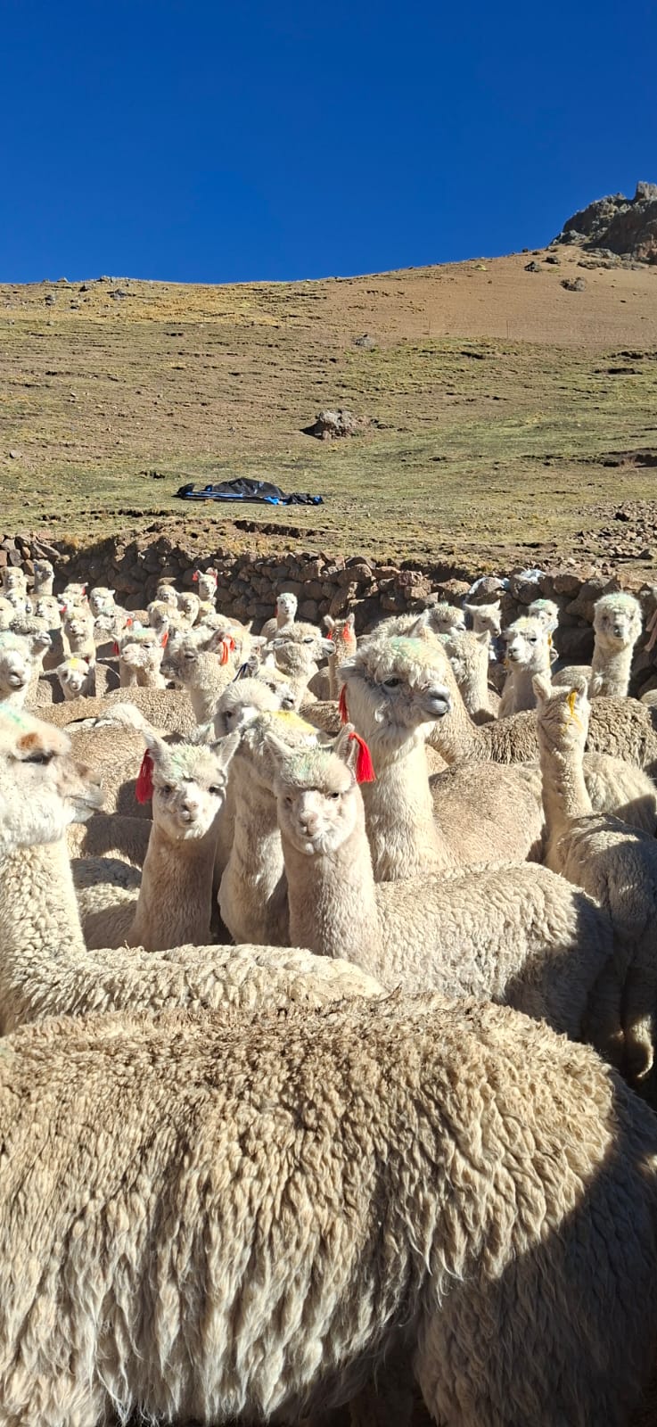 Alpacas a gran altitud bajo cielo azul andino